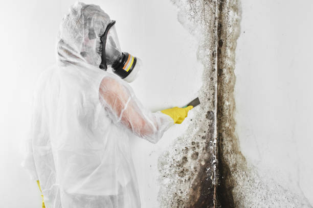 Best Emergency Mold Remediation in North Yelm, WA