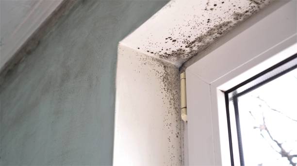 Best Health and Safety Mold Remediation in North Yelm, WA