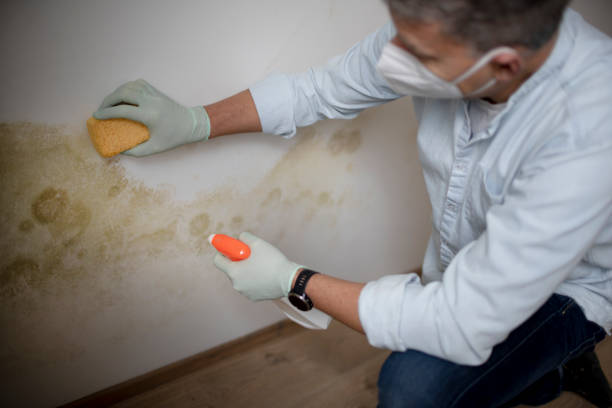 Best Emergency Mold Remediation in North Yelm, WA