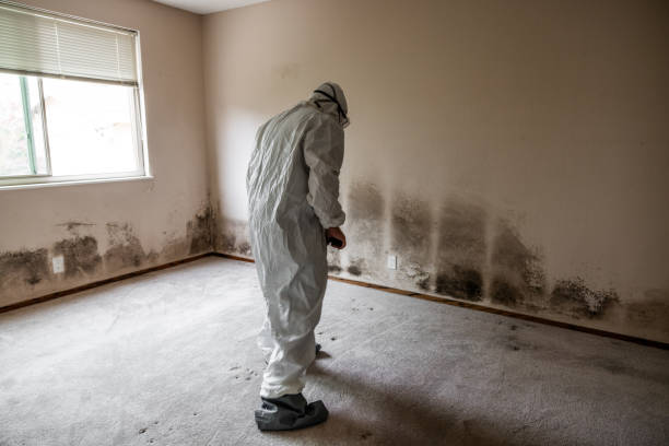 North Yelm, WA Mold Remediation Company