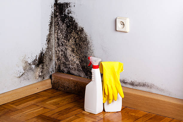 Best Preventive Mold Services in North Yelm, WA