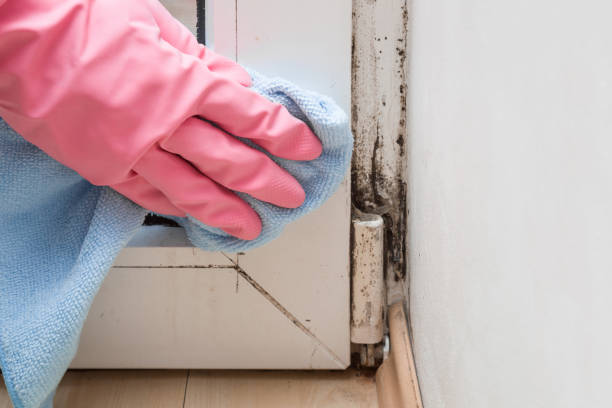 Best Mold Remediation for Schools in North Yelm, WA