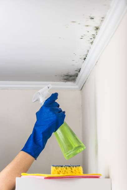 Best Black Mold Remediation in North Yelm, WA